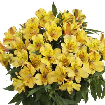 Inkalilie (Alstroemeria hybrid) Colorita® Ariane