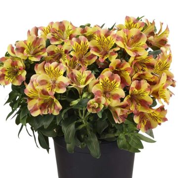 Inkalilie (Alstroemeria hybrid) Colorita® Diana