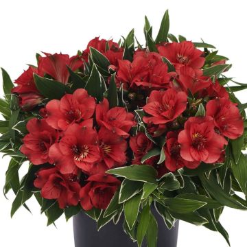 Panaschierte Inkalilie (Alstroemeria hybrid) Colorita® Katiana