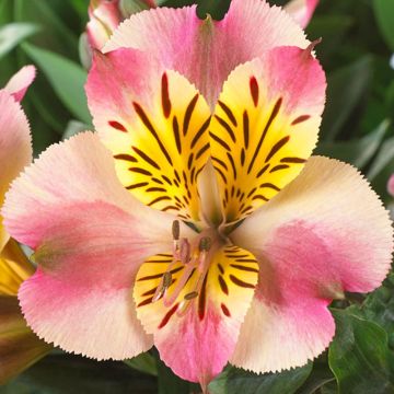 Inkalilie (Alstroemeria hybrid) Colorita® Paola