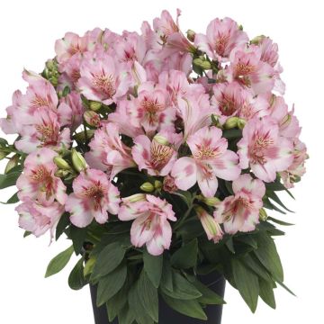 Inkalilie (Alstroemeria hybrid) Colorita® Theresa