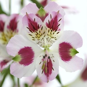 Hohe Inkalilie (Alstroemeria hybrid) Colorita® Garden Jewels Lilac Blush