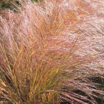 Bartgras (Andropogon scoparius) Wildwest
