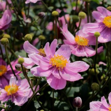 Anemone (Anemone) Summer Breeze