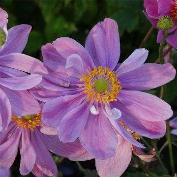 Herbst Anemone (Anemone_hupehensis) Pretty-Lady-Emily