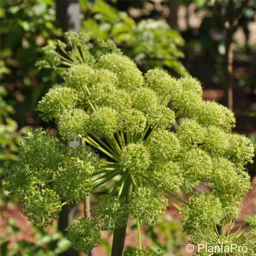 Echter Engelwurz / Angelika (Angelica archangelica) 