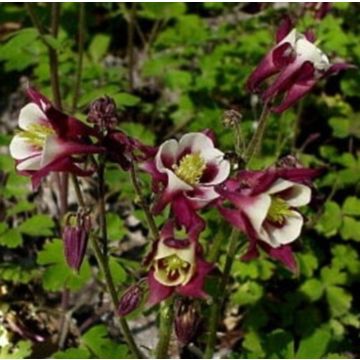 Akelei (Aquilegia vulgaris) Winky Red-White simply
