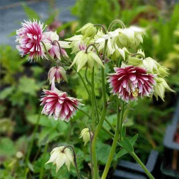 Akelei (Aquilegia vulgaris plena) Nora Barlow