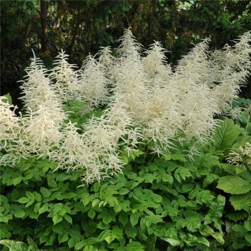 Waldgeißbart  (Aruncus dioicus ) sylvestris