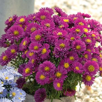 Kissenaster (Aster dumosus) Purple Diamond