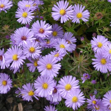 Kissenaster (Aster dumosus) Herbstpurzel