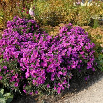 Kissenaster (Aster dumosus) Jenny