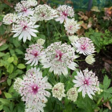 Sterndolde (Astrantia) Bullseye