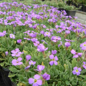 Blaukissen (Aubrieta Hybride) Hürth
