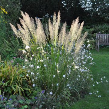 Diamantgras (Calamagrostis brachytricha) 