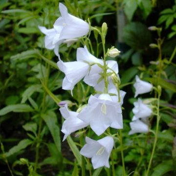 Pfirsichblättrige Glockenblume (Campanula persicifolia) Grdflora Alba