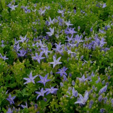 Polsterglockenblume (Campanula poscharskyana) 