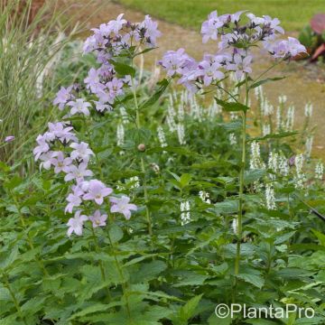 Dolden-Glockenblume (Campanula lactifolia) Loddon Anne