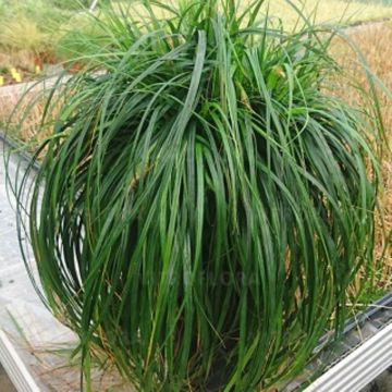 Segge (Carex) Ribbon Falls