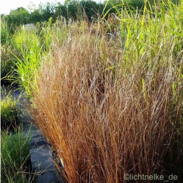 Fuchsrote Segge (Carex buchananii) Franks Hair