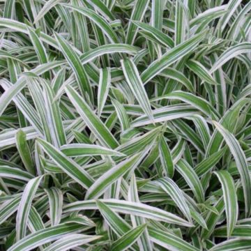 Breitblatt-Segge (Carex ciliatomarginata) Treasure Island