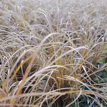 Braune Neuseeland-Segge (Carex comans) Bronco