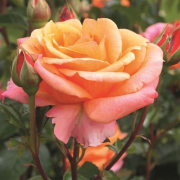 Edelrose (Züchterrose) Cherry Brandy
