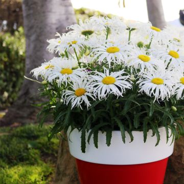 Großblumige Sommer-Margerite (Leucanthemum maximum) Sweet Daisy Cher