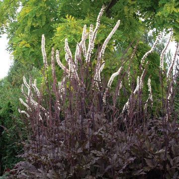 September-Silberkerze (Cimicifuga (Actaea) ramosa ) Pink Spike 