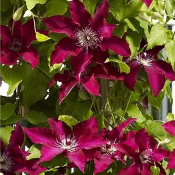 Waldrebe (Clematis) Gina™ Garland® Evipo092