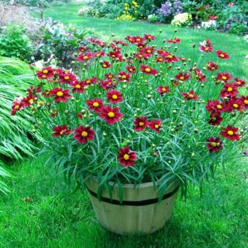 Mädchenauge (Coreopsis Big Bang) Mercury Rising®