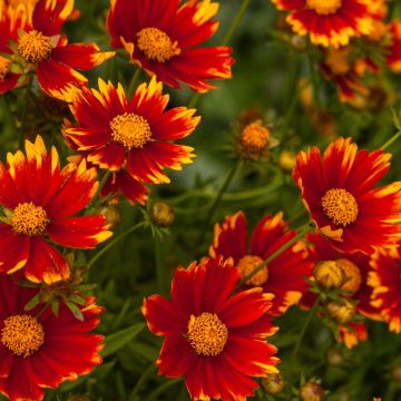 Mädchenauge (Coreopsis) Li'l Bang™ Daybreak