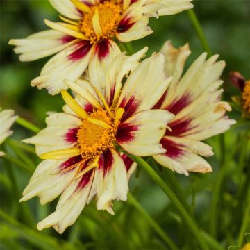 Mädchenauge (Coreopsis) Little Bang Starlight