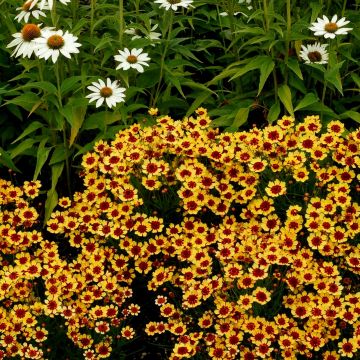 Mädchenauge (Coreopsis hybride) Pineapple Pie