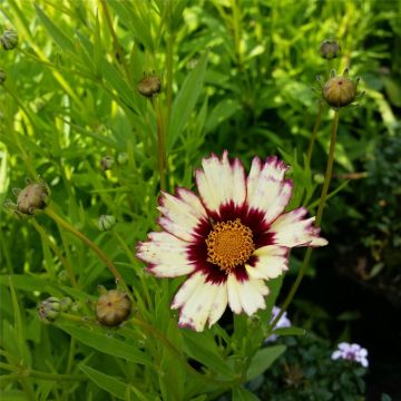 Mädchenauge (Coreopsis) Redshift®