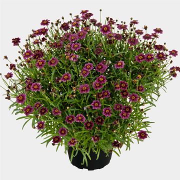 Mädchenauge (Coreopsis rosea) Twinklebells Purple