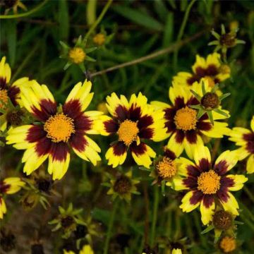 Mädchenauge (Coreopsis ) COSMIC EYE