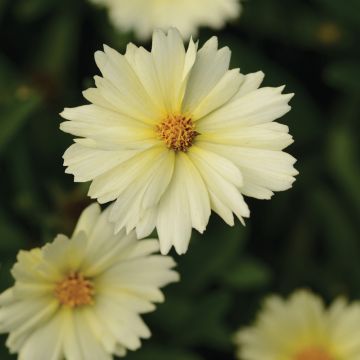 Mädchenauge (Coreopsis grandiflora) UpTick Cream