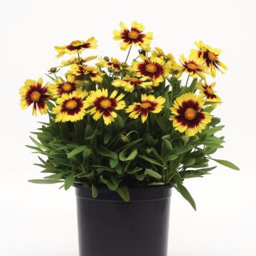 Mädchenauge (Coreopsis grandiflora) UpTick Yellow & Red