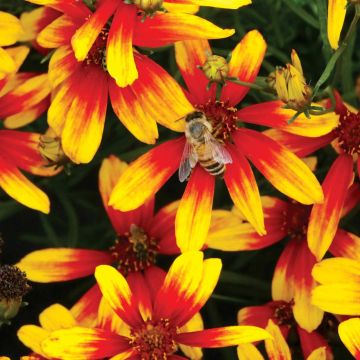 Mädchenauge (Coreopsis verticillata hybrids) Lightning Bug