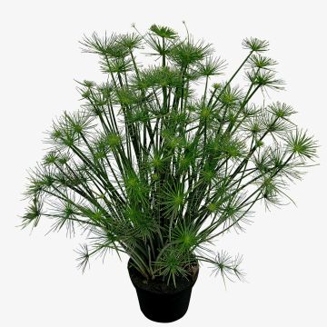 Papyrus (Cyperus prolifer) Cleopatra