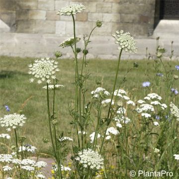 Wilde Möhre (Daucus carota ) 