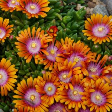 Mittagsblümchen (Delosperma) Fire Spinner