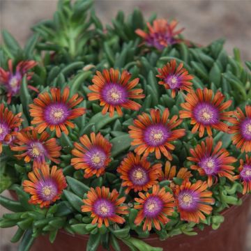 Mittagsblümchen (Delosperma) Sundella Apricot