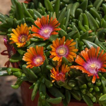 Mittagsblümchen (Delosperma) Sundella Orange
