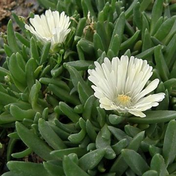 Mittagsblümchen (Delosperma ) White Nugget