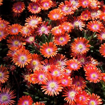 Mittagsblümchen (Delosperma cooperi) Jewel of Desert Sunstone