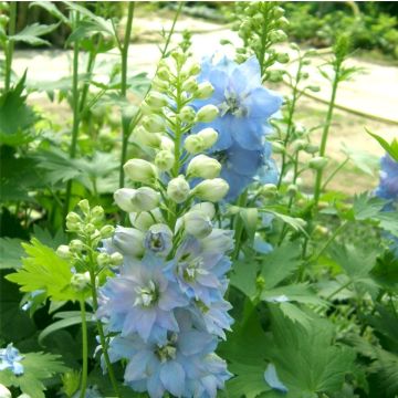 Rittersporn (Delphinium Magic Fountains) Sky Blue White Bee