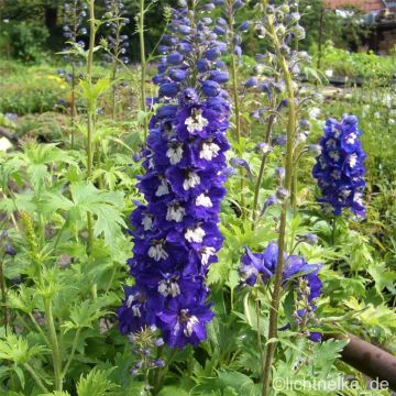 Rittersporn (Delphinium cultorum) Darkblue White Bee