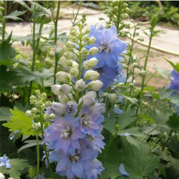 Rittersporn (Delphinium cultorum) Lightblue White Bee